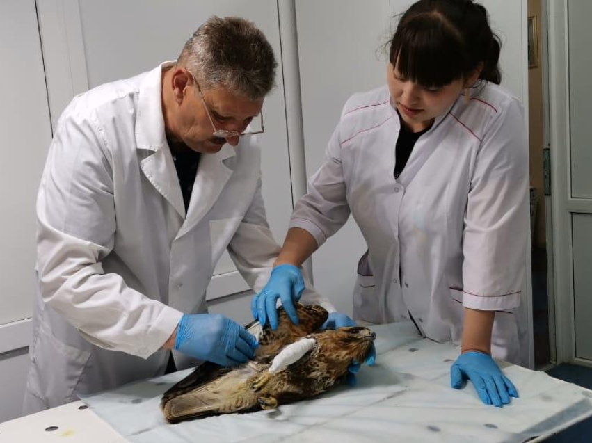 Ветеринарные врачи Борзинского района оказали помощь дикой птице 